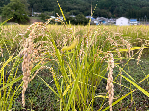 [数量限定]【2025年】長野大町 無農薬 ミルキークイーン