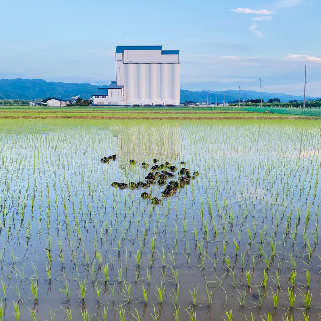 【2025年】山形県 庄內産 つや姫