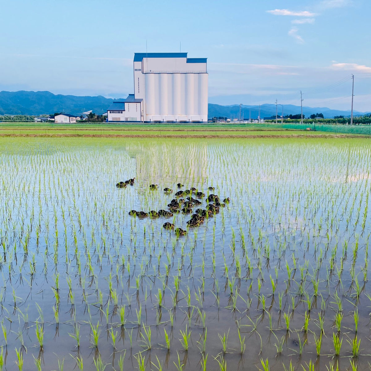 【2025年】山形県 庄內産 つや姫